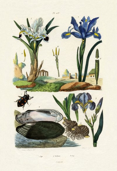 Engraver Beetle by French School